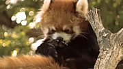 仙台市 八木山動物公園